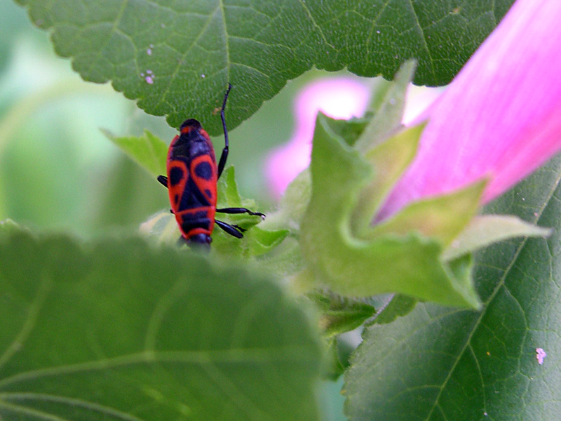 Chi  : Pyrrhocoris apterus